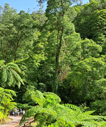 Photo showing Azorean forest with walking path