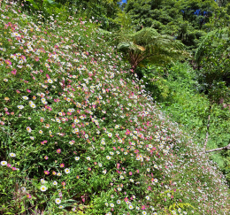 Photo showing white and pink daisy flowers on a hillslope